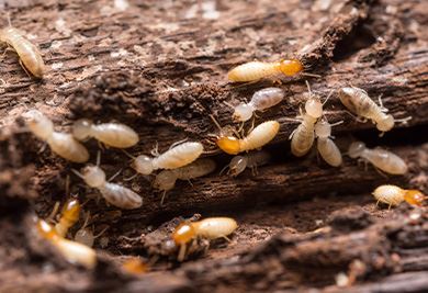 Termite Control