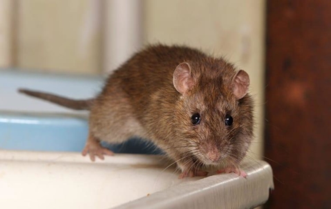 mouse on a counter
