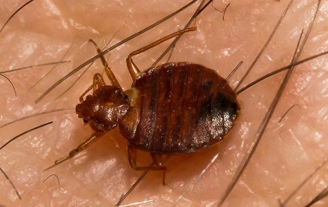 bedbug on skin