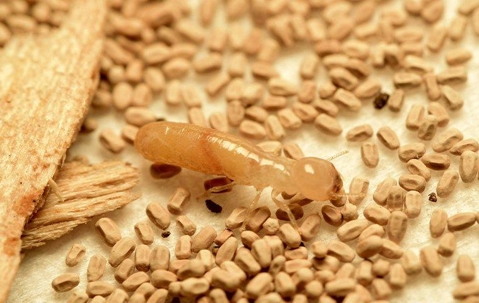 termite in pellets