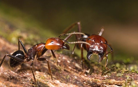 big head ants fighting