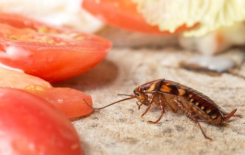 cockroach eating food