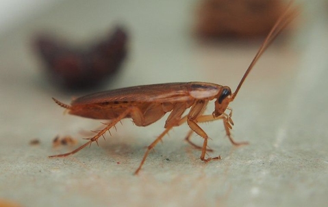 a cockroach crawling in a kitchen
