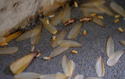 up close image of termite swarmers near wood
