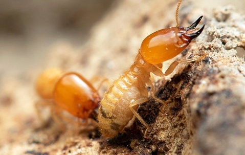 termites on wood
