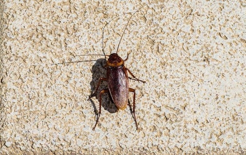 cockroach on a wall