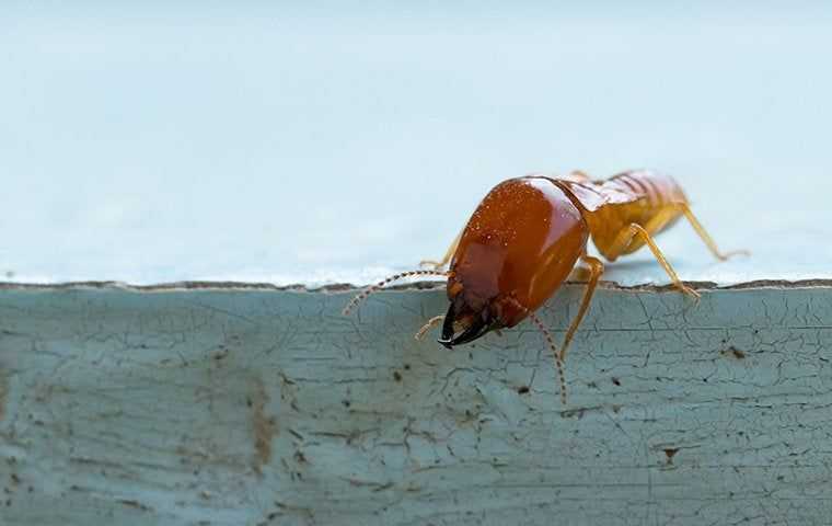 termite on window sill