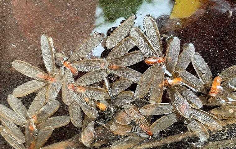 termite alates