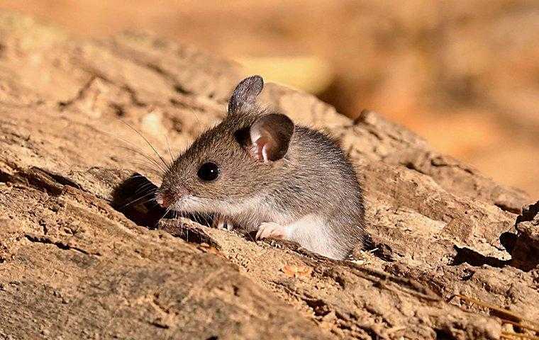 mouse on wood