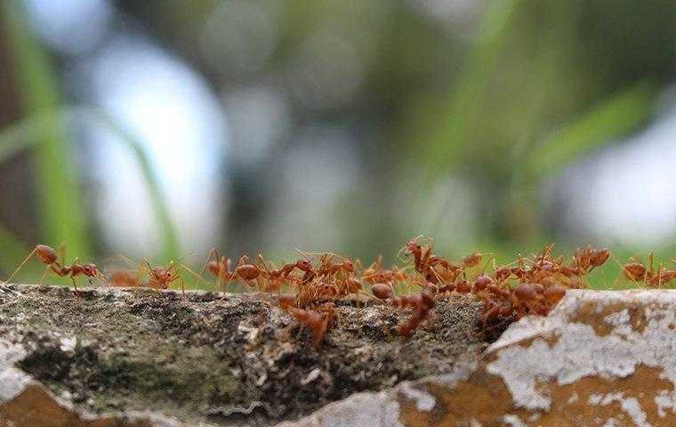 several fire ants on a branch