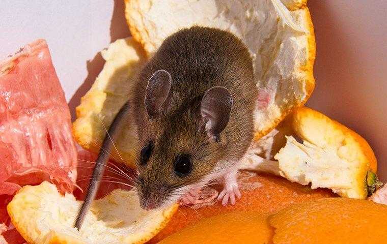 mouse on orange peels