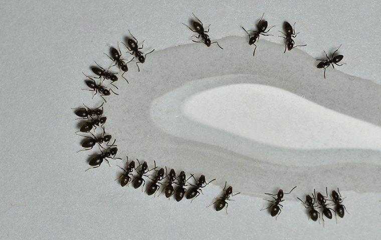 a group of ants drinking water