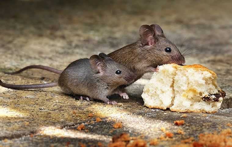 mice eating a biscuit