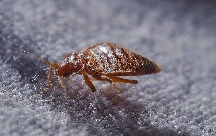 bedbug on mattress