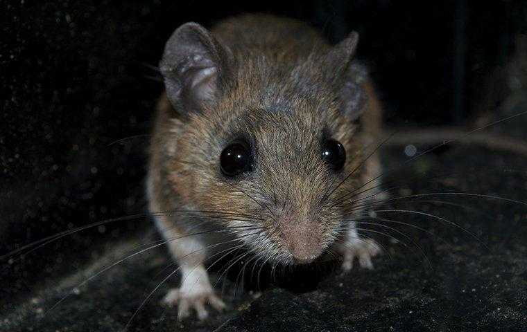 close up of mouse