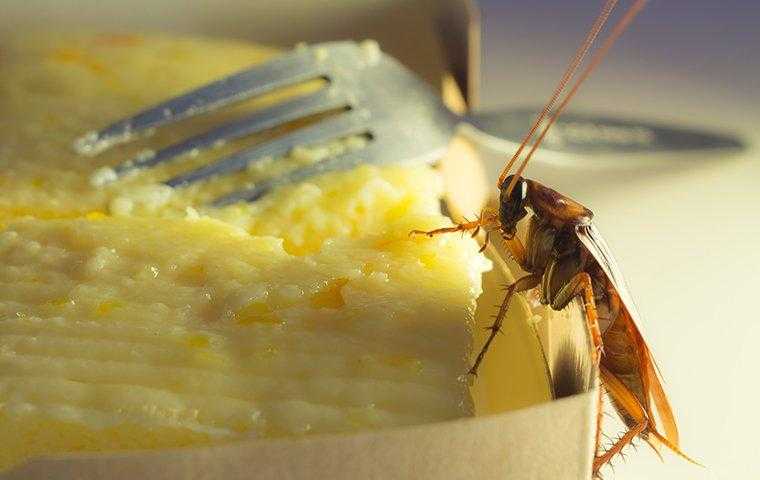 cockroach on food 