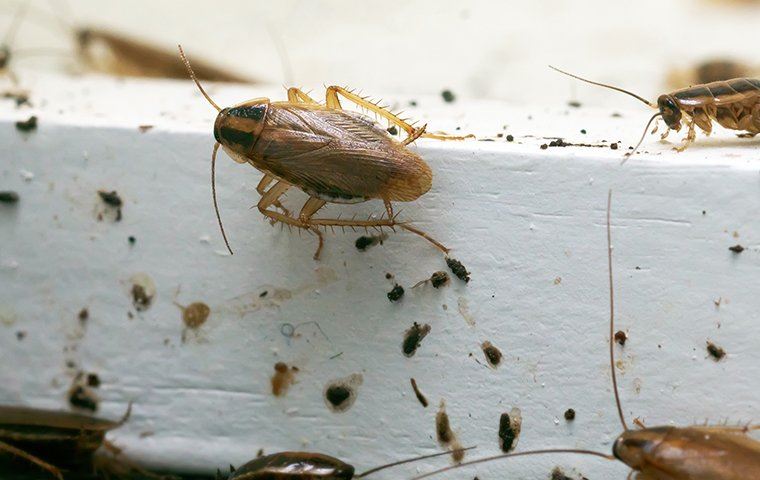 Cockroach