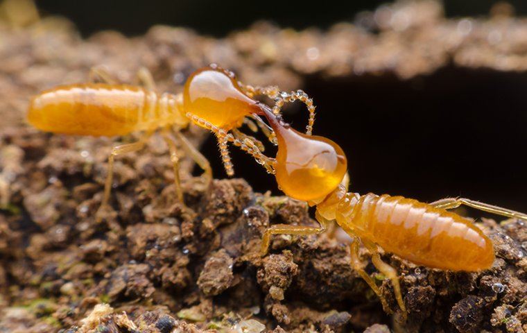 Termite